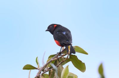 Scarlet-bellied Mountain Tanager