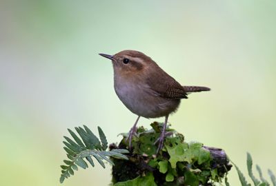 Mountian Wren