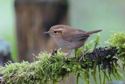 Mountian Wren