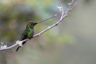 Sword-billed Hummingbird