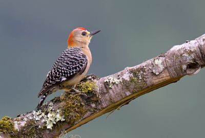 Red-crowned Woodpecker