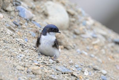 Blue-and-white Swallow