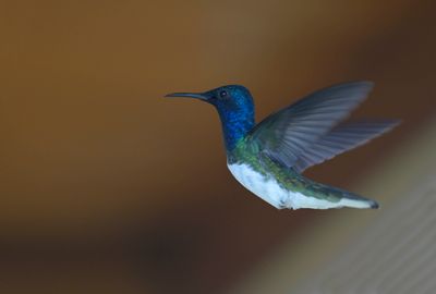 White-necked Jacobin