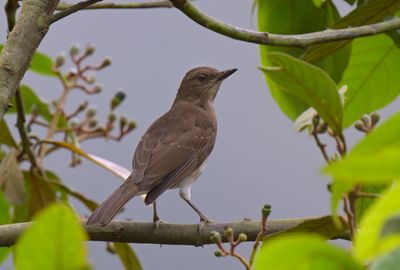 Drab Thrush