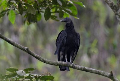 American Black Vulture