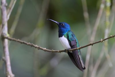 White-necked Jacobin