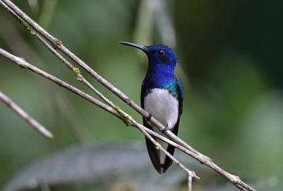 White-necked Jacobin
