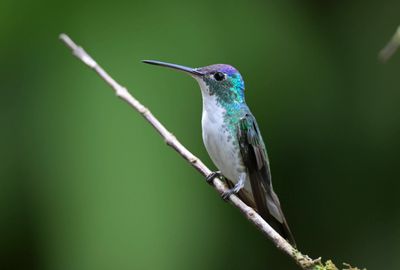 Andean Emerald