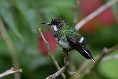 Green Thorntail