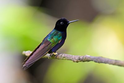 Velvet-purple Coronet