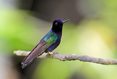 Velvet-purple Coronet