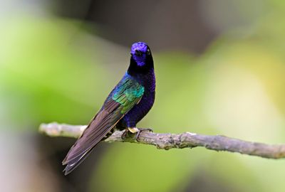 Velvet-purple Coronet