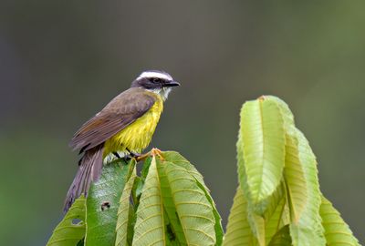 Social Flycatcher