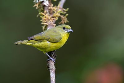 Thick-billed Euphonia