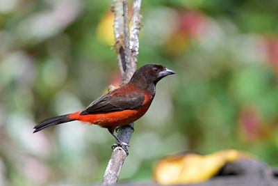 Crimson-backed Tanager