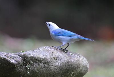 Blue-grey Tanager