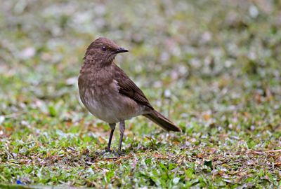 Black-billed Thrush