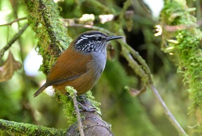 Grey-breasted Wood-wren