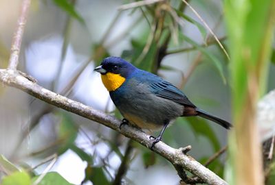 Purplish-mantled Tanager