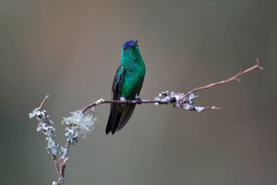 Indigo-capped Hummingbird