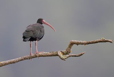 Bare-faced Ibis