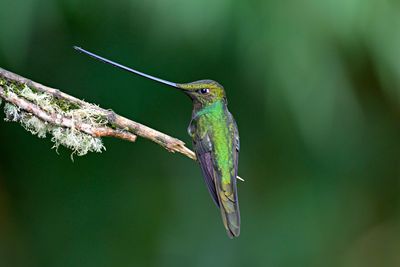 Sword-billed Hummingbird