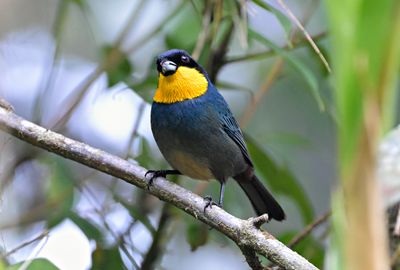 Purplish-mantled Tanager