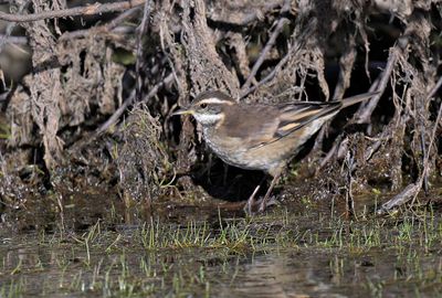 Grey-flanked Cinclodes
