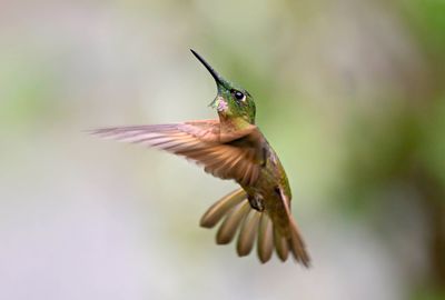 Fawn-breasted Brilliant