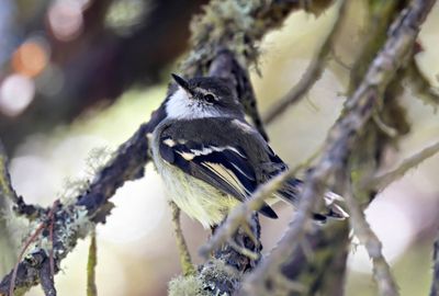 White-throated Tyrannulet