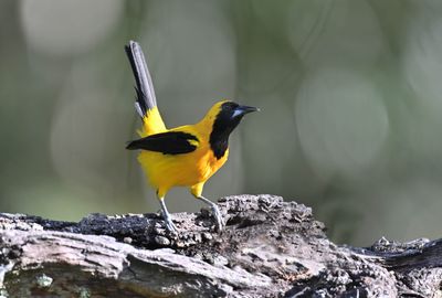 Yellow-backed Oriole