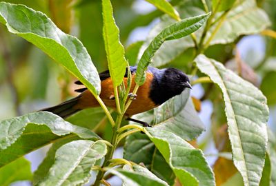Blue-backed Conebill