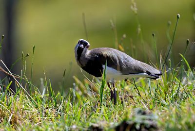 Southern Lapwing