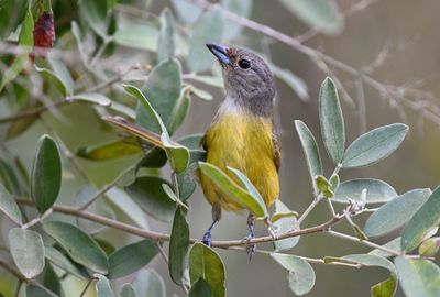 White-shouldered Tanager - female