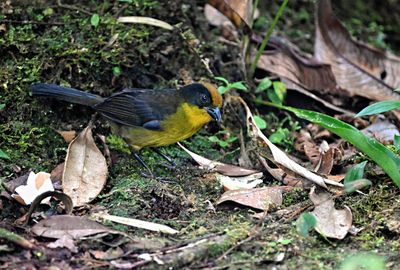 Tricolored Brushfinch