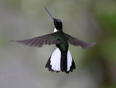Collared Inca