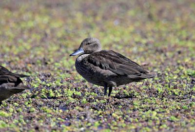 Andean Teal