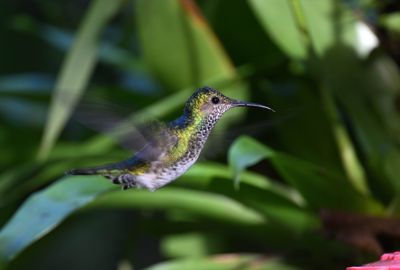 White-necked Jacobin - female