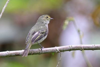 Golden-faced Tyrannulet