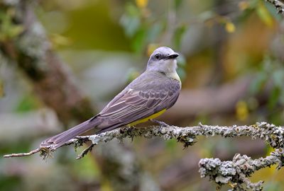 Tropical Kingbird