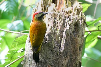 Golden-olive Woodpecker
