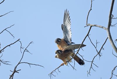 American Kestrel