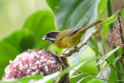 Moustached Brushfinch