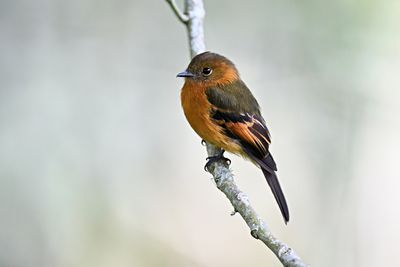 Andean Cinnamon Flycatcher
