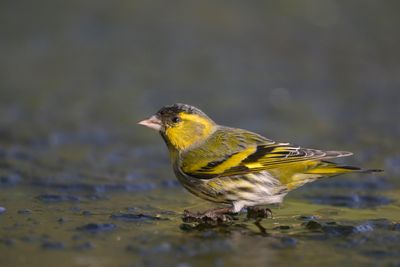Eurasian Siskin