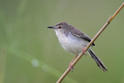 Plain Prinia