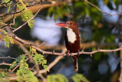 White-throated Kingfisher