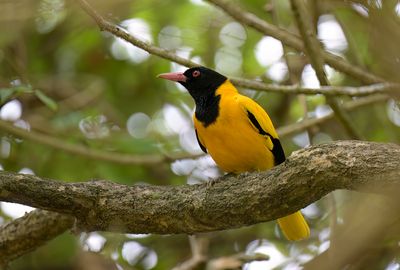 Black-hooded Oriole