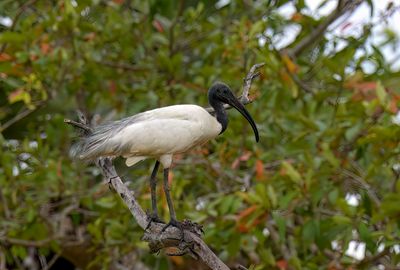 Black Headed Ibis