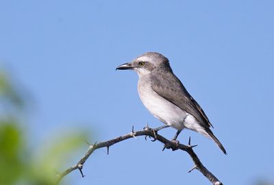 Sri Lanka Woodshrike